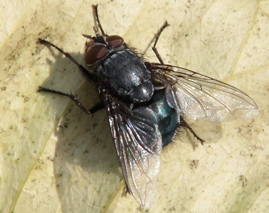 Calliphoridae?